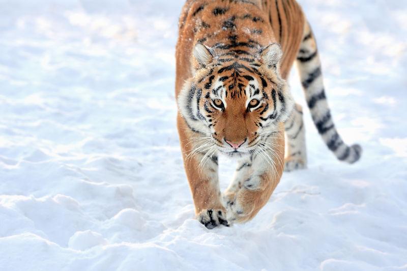 雪上美丽的西伯利亚虎