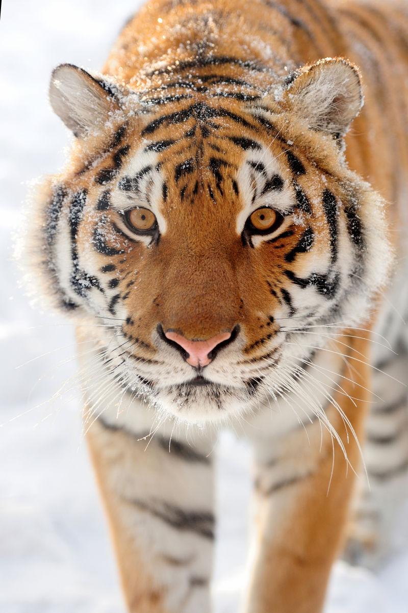雪上美丽的西伯利亚虎在散步