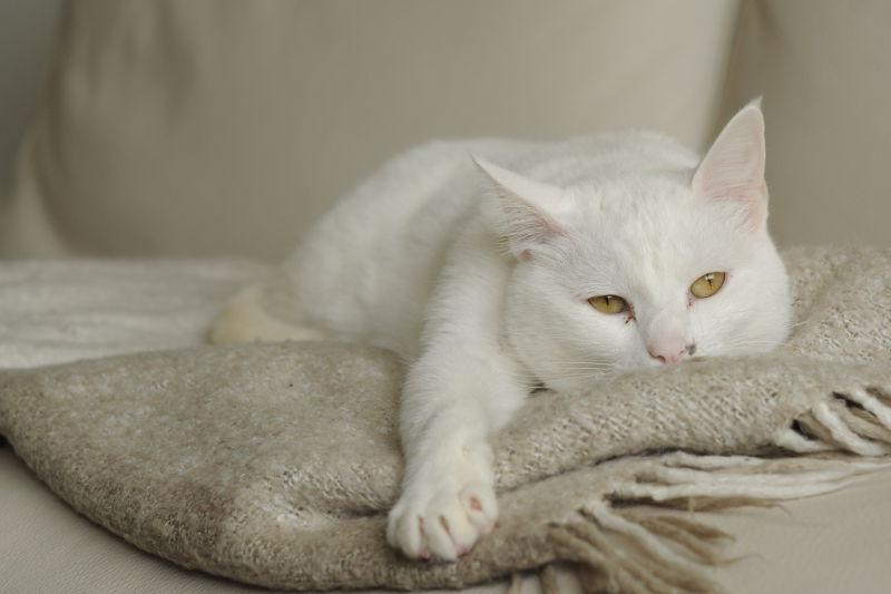 趴在毯子上的白色猫咪
