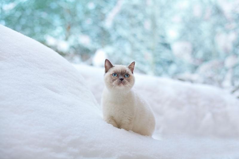 雪地上的宠物猫