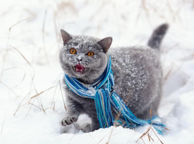 雪地上的英国短尾猫