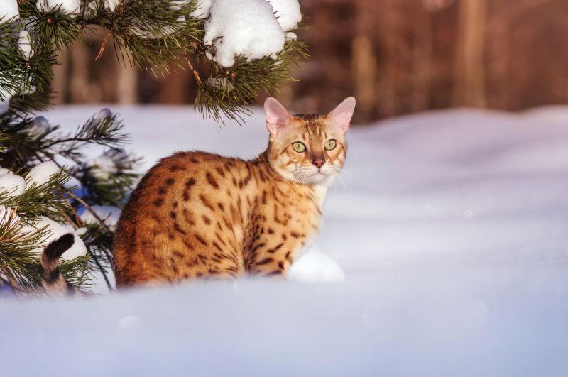 蹲坐在白色雪地上的猫咪
