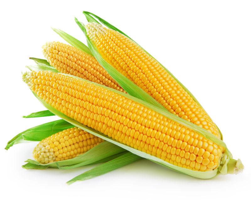 白色背景下的新鲜的玉米