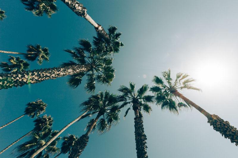 加利福尼亚棕榈树风景