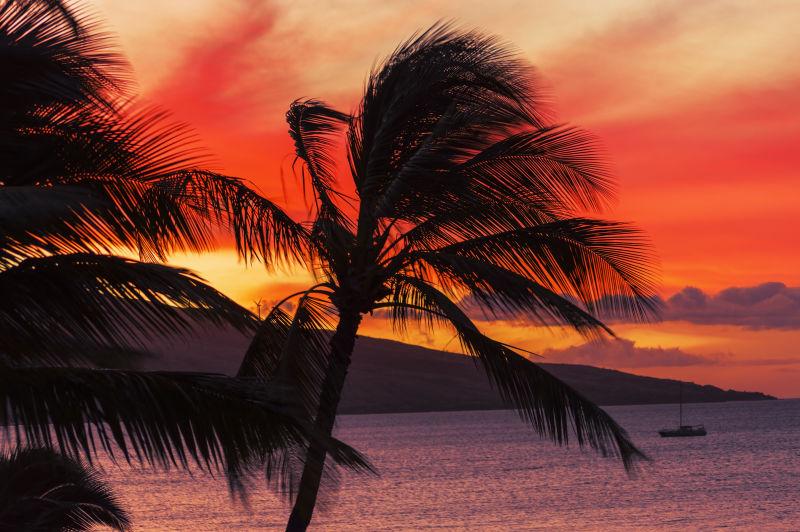 棕榈树和对美丽的毛伊岛日落的海洋