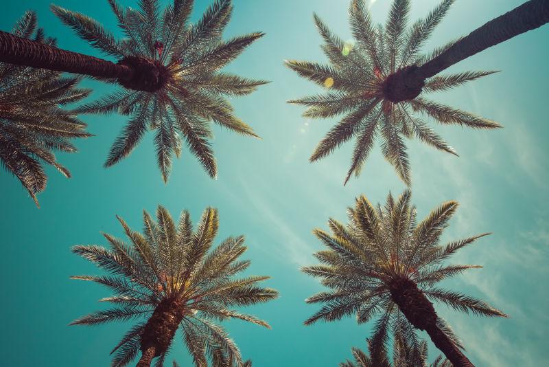 迷人的棕榈树风景