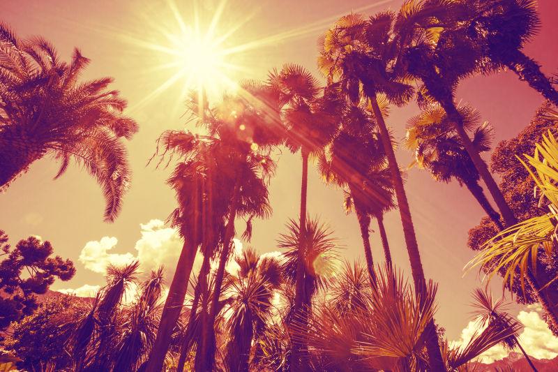 阳光透过高大的棕榈树闪闪发光