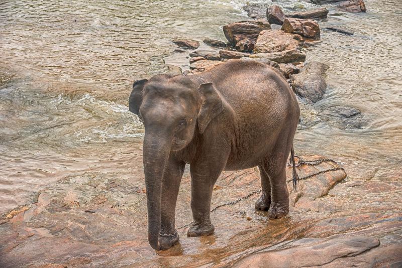 一头大象在喝水和洗澡