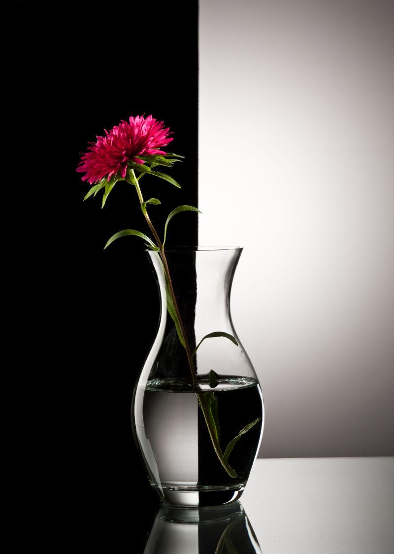 黑白花瓶中的红花