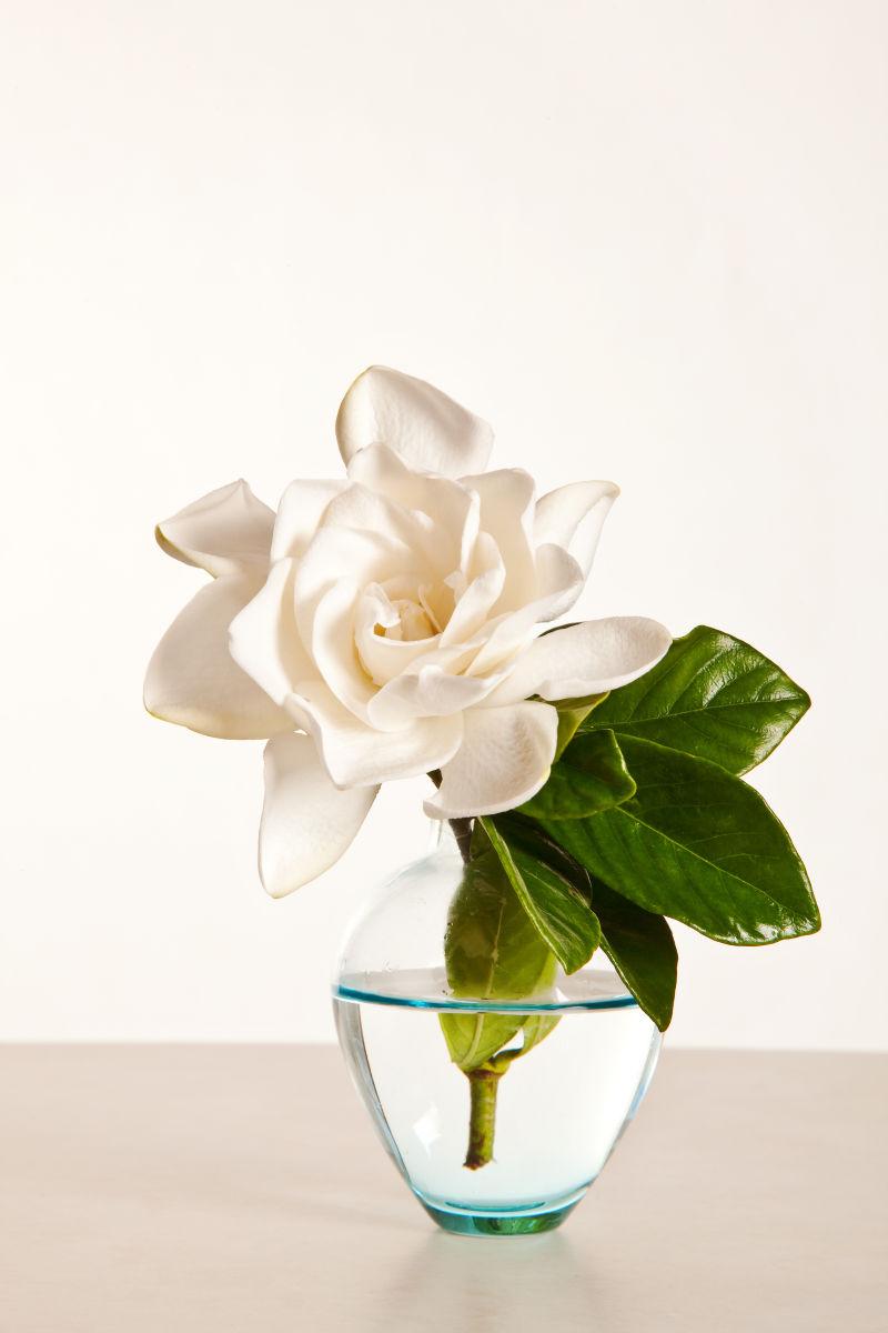 木桌上的瓶中的白栀子花