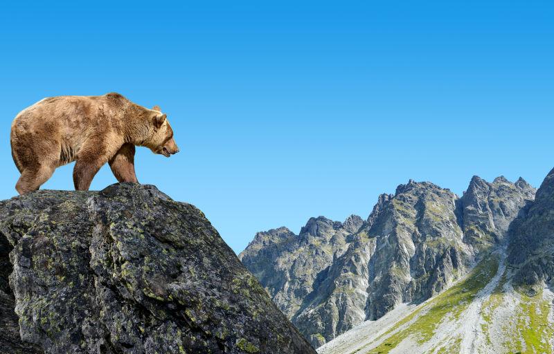 站在山峰上的棕熊