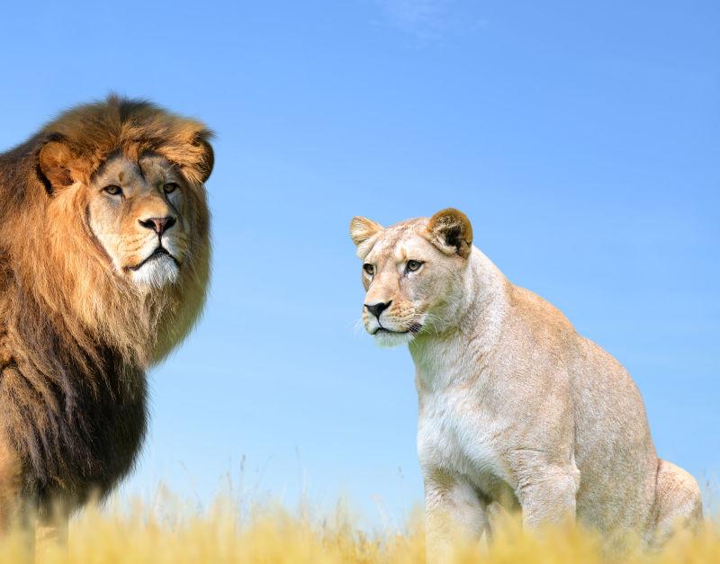 草原上的雄性和雌性狮子