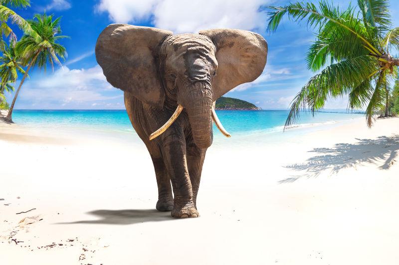 沙滩上的大象