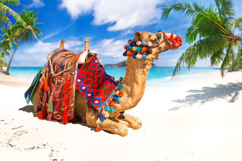 热带海滩上的骆驼