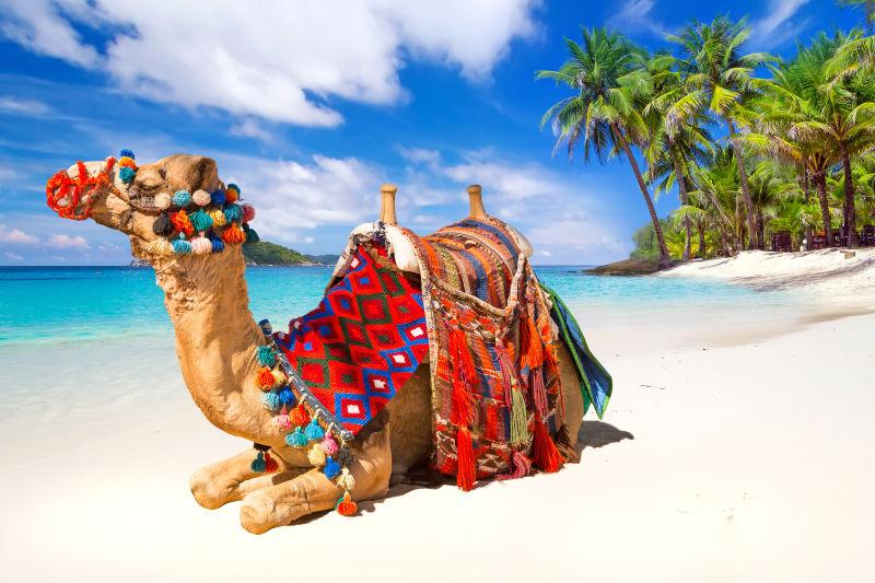 跪坐在沙滩上的骆驼