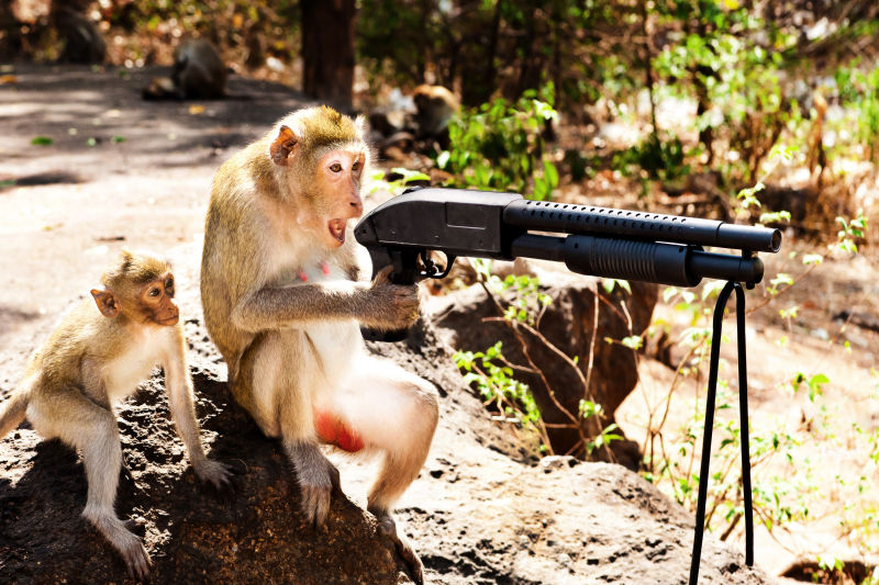 猴子打枪