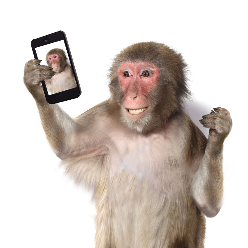 可爱的猴子玩手机