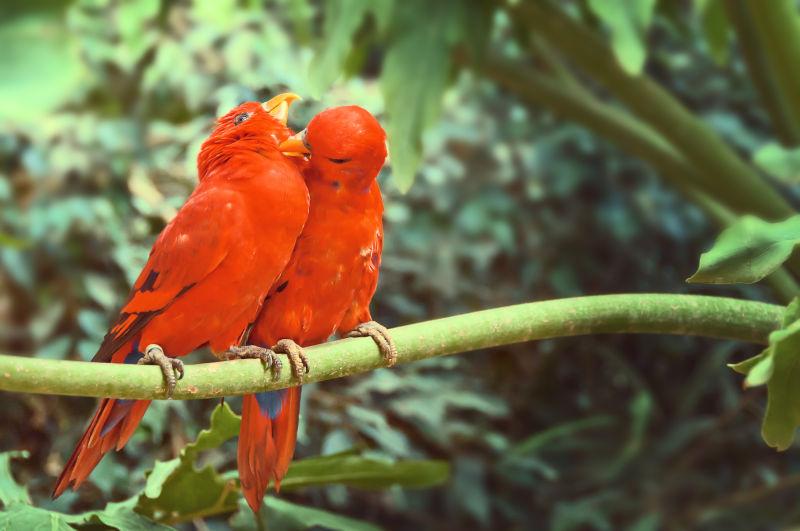 红色鹦鹉坐在树枝上