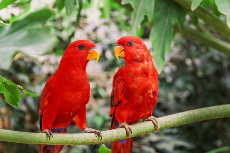 一对红色鹦鹉坐在树枝上