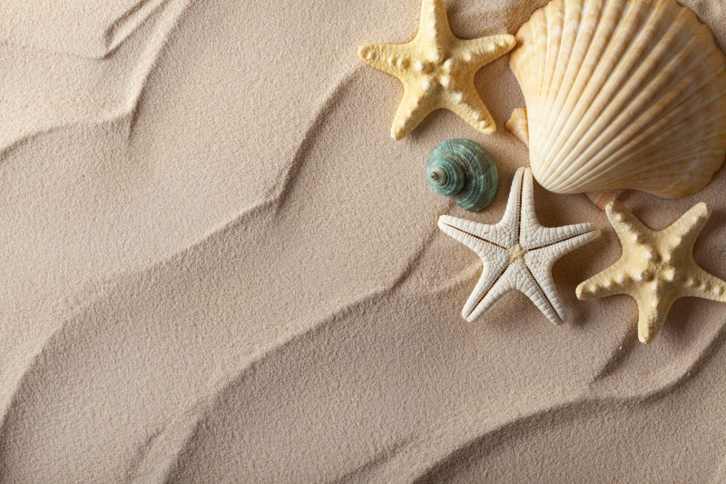 海边沙滩上的海星与贝壳