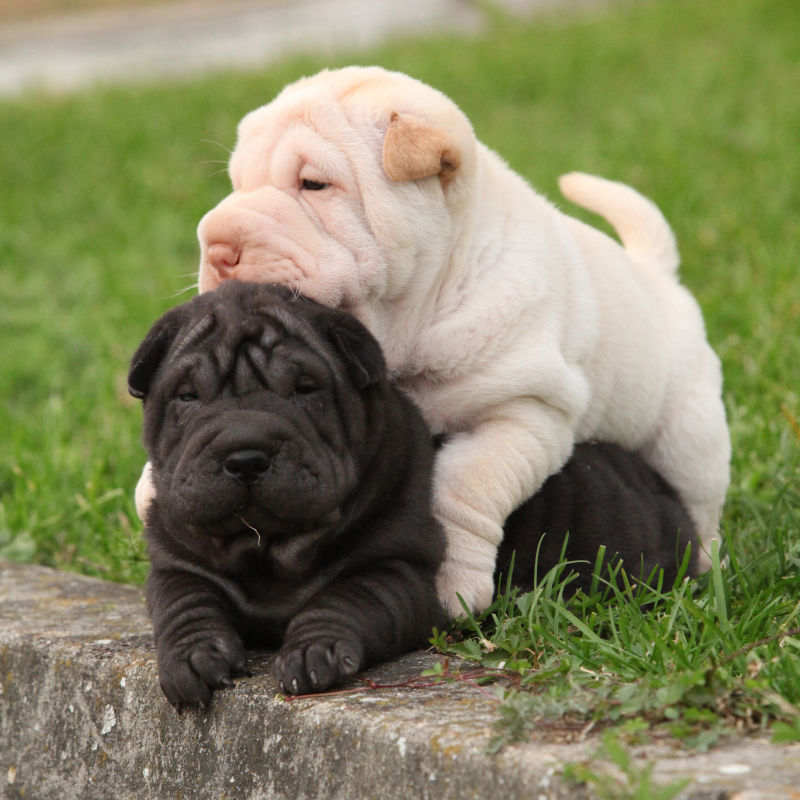 黑白色的两只小狗
