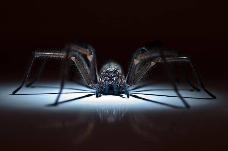 黑色背景上的巨大蜘蛛