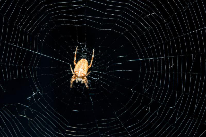 黑色背景上蛛网的的金色蜘蛛