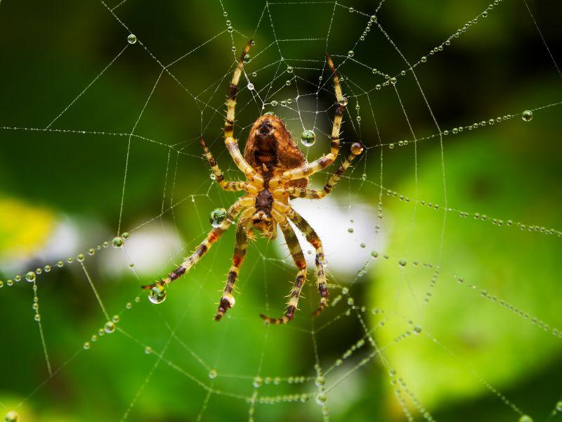 绿色自然背景雨后蛛网上的蜘蛛