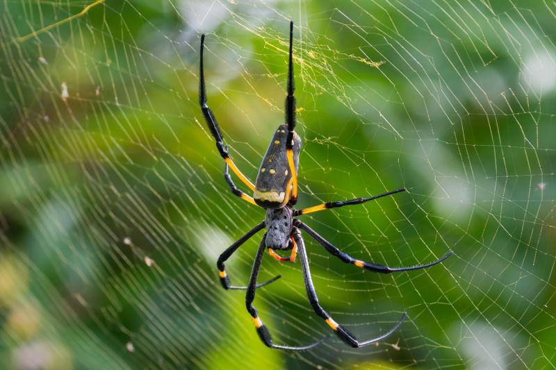 绿色自然背景蛛网上的金丝织锦蜘蛛