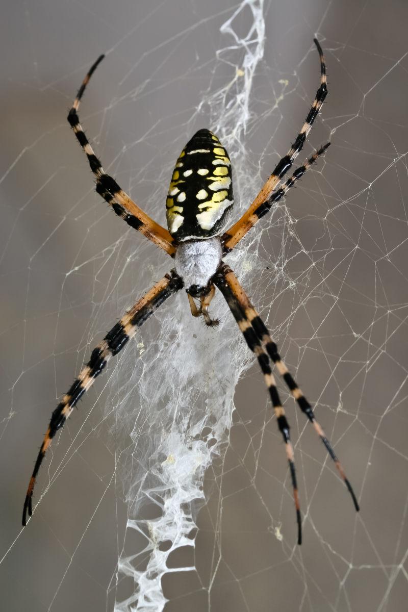 蛛网上的黄色花园蜘蛛