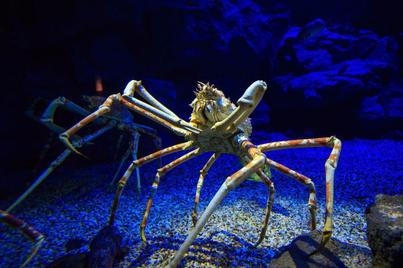 水里的巨型日本蜘蛛蟹