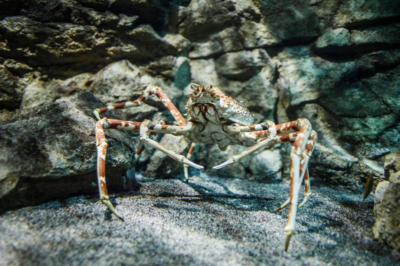 岩石上的日本大蜘蛛蟹