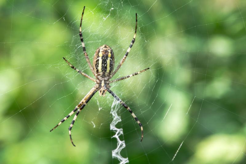 绿色自然背景上蜘蛛网上的葛兰黄线蛛
