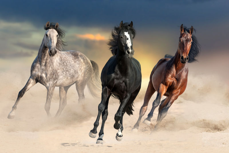三匹在沙漠中奔跑的骏马