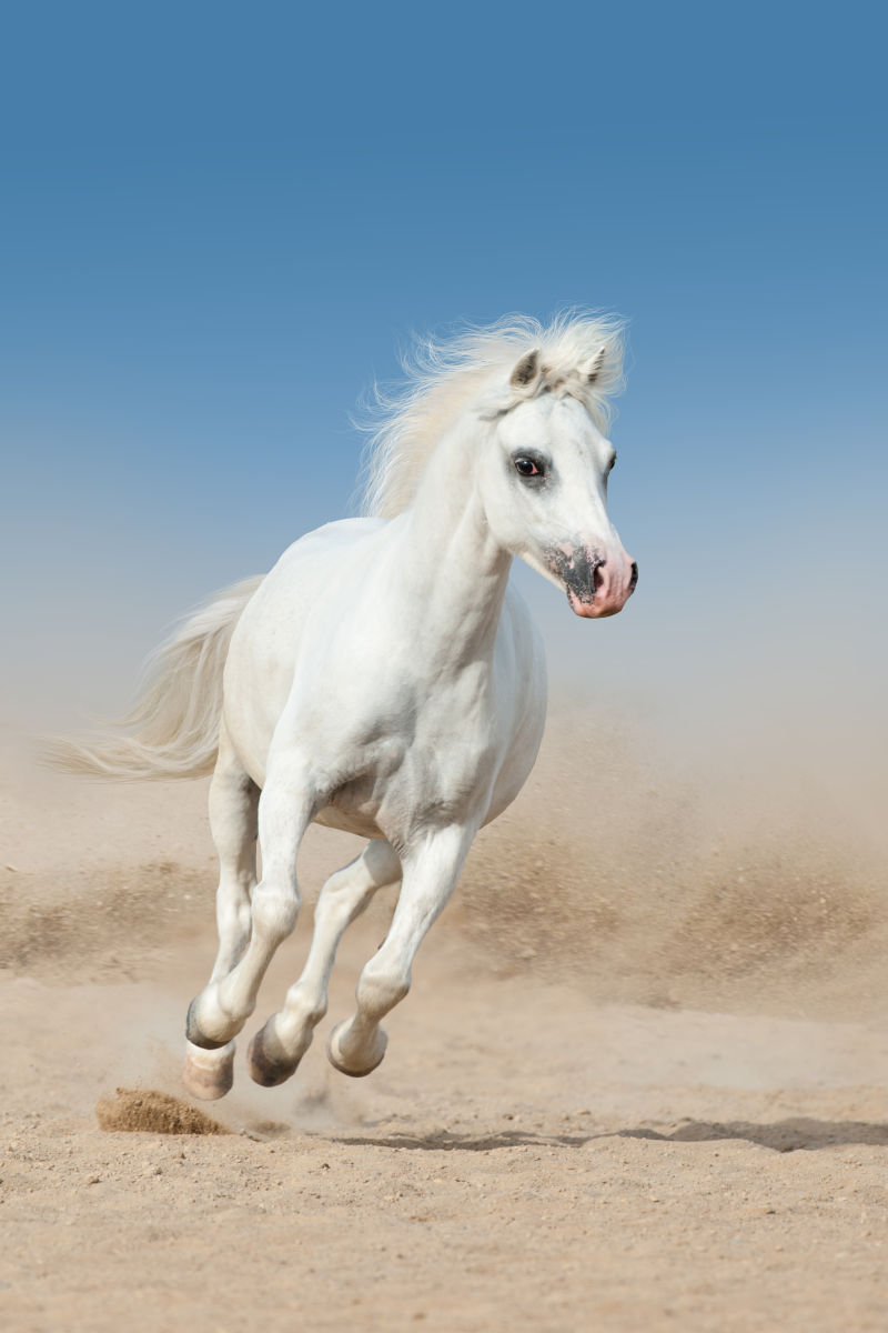 沙漠中奔跑的白马