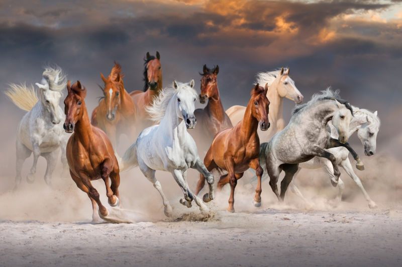 马群在沙漠中奔跑