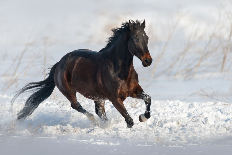 雪地上奔驰的骏马