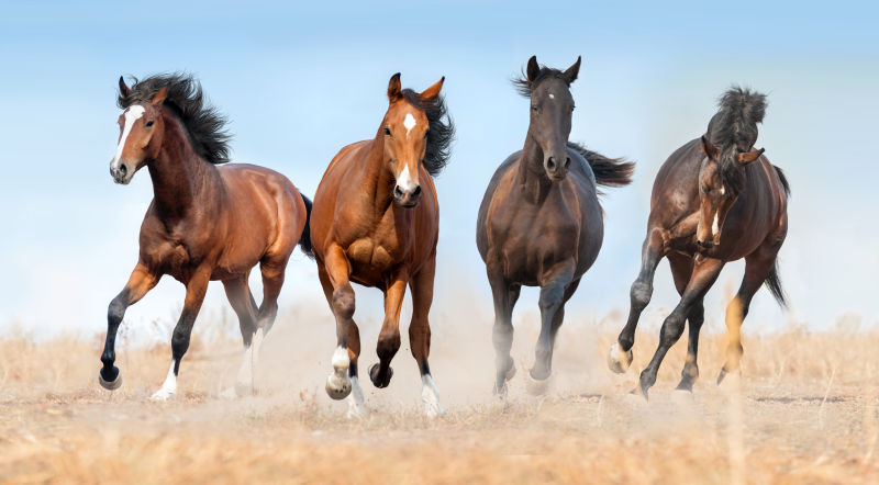 四匹奔跑的骏马