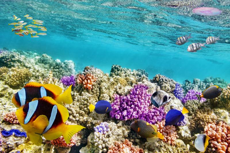 珊瑚礁和热带鱼的美丽海底世界