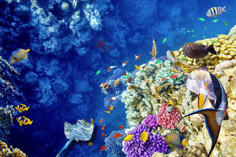 珊瑚礁和热带鱼的海底世界