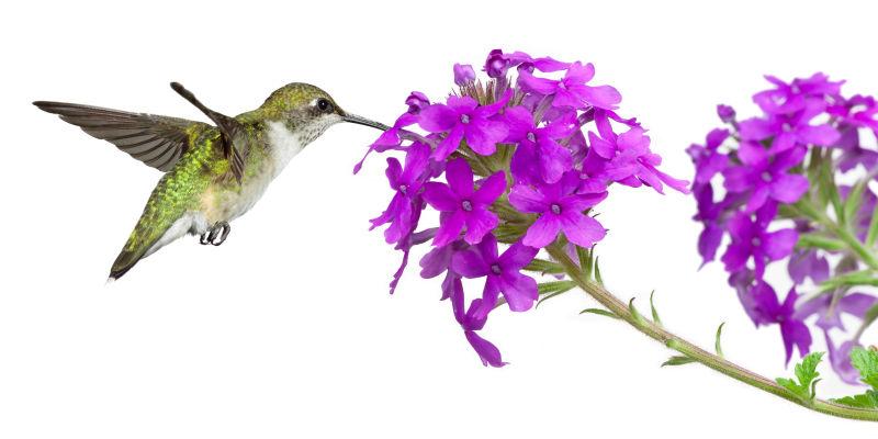 蜂鸟从紫色马鞭草中摄取花蜜