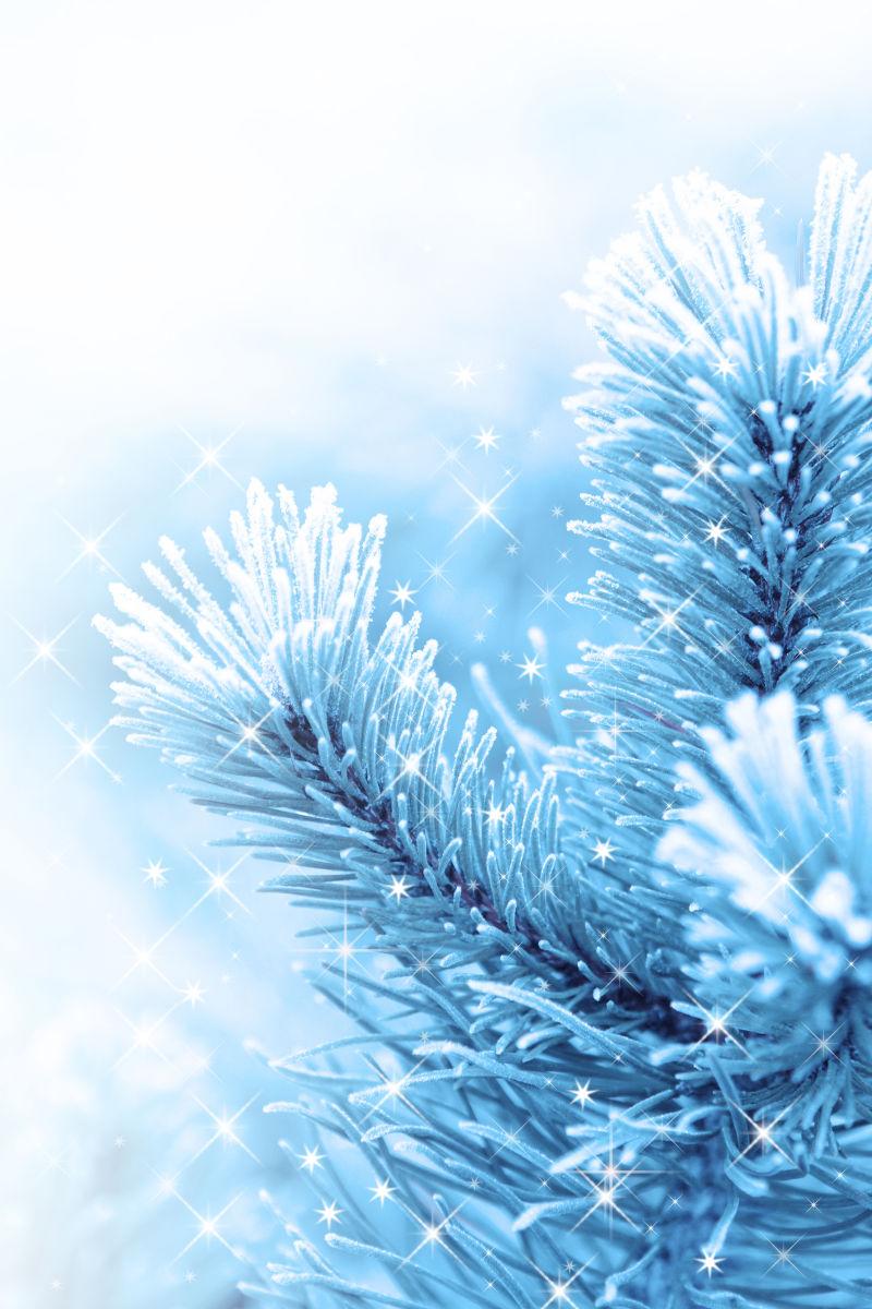 圣诞节背景与霜冻松树与星星