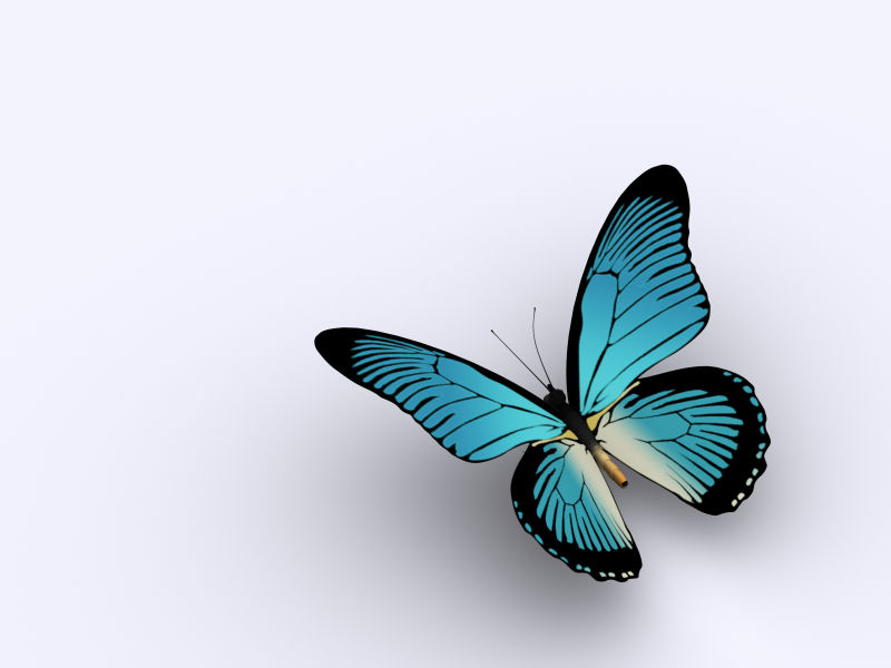 漂亮的蓝色蝴蝶标本