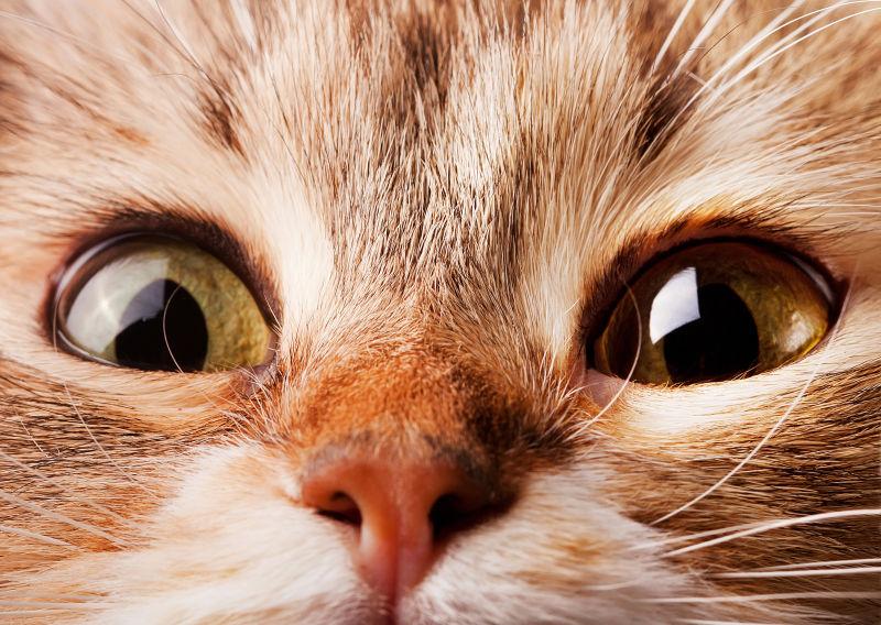 猫咪可爱的眼睛