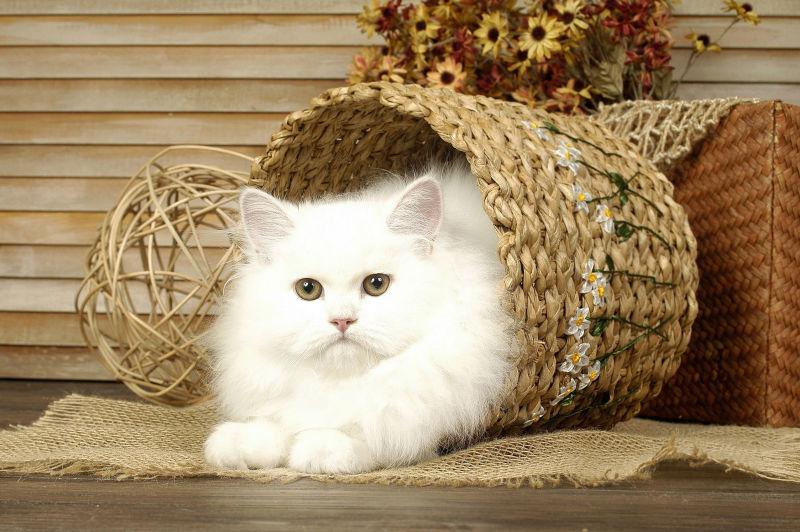 竹篮里的白色猫咪