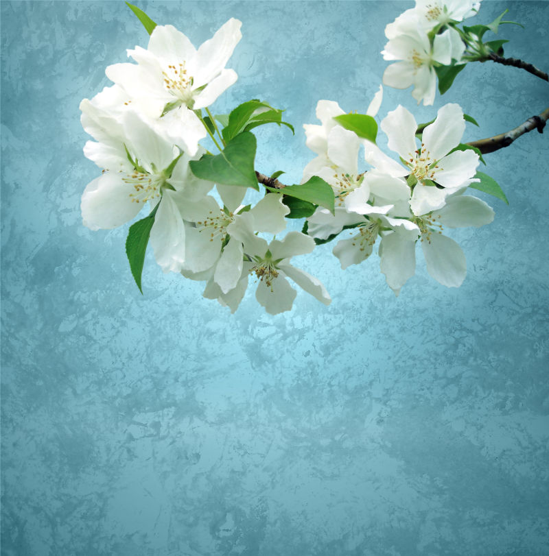 枝头上的白色樱花