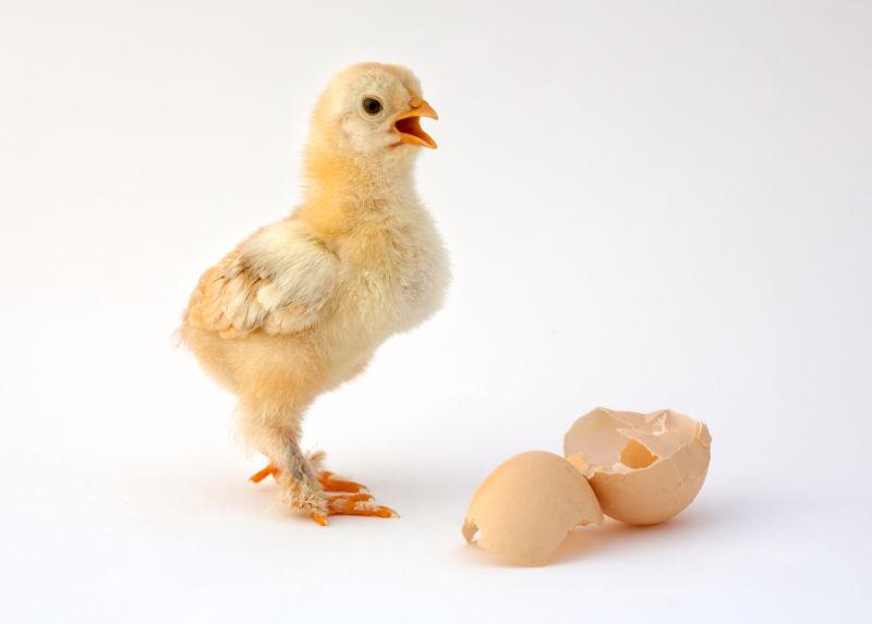 蛋壳边的小鸡