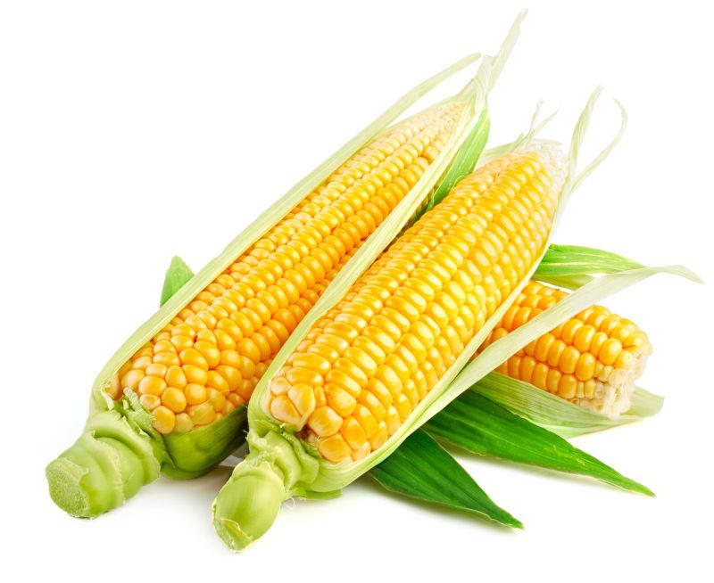 白色背景下的成熟有营养的玉米