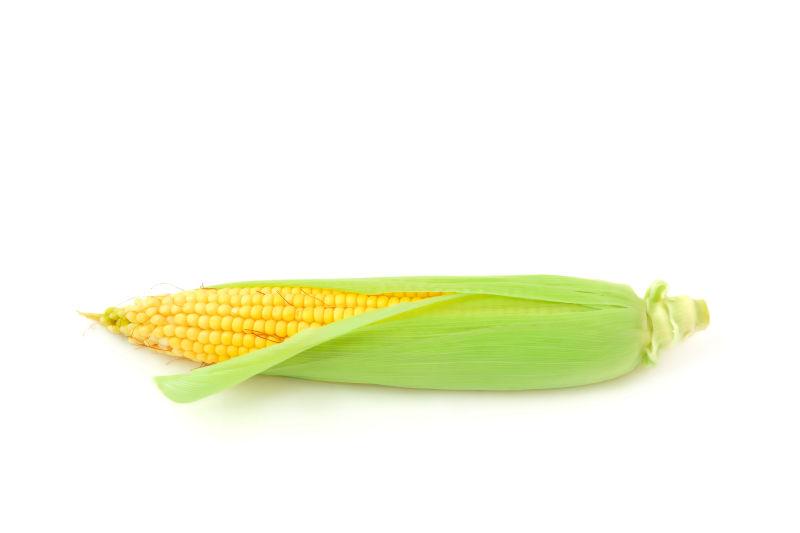 白色背景下抱着绿色玉米皮的金黄色的玉米