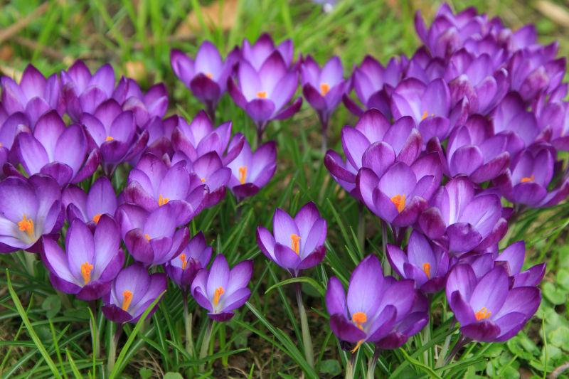 草地上盛开的紫色鲜花